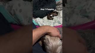 7 days old puppy cute morkie [upl. by Ellives482]