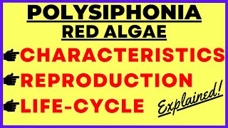 Red Algae Polysiphonia Life Cycle Structure Characteristics Reproduction Gametophyte Sporophyte [upl. by Rudwik546]