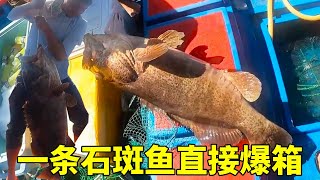 老闆說要打破紀錄，大鋒子帶老闆進入石斑魚窩，一條超大石斑魚直接爆箱釣魚海釣趕海石斑魚 [upl. by Travax]