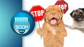 2 HRS Anti Dog Ultrasonic Sound Stop Dog Barking Bark Control Keep a Dog Out of Garden [upl. by Ianthe]