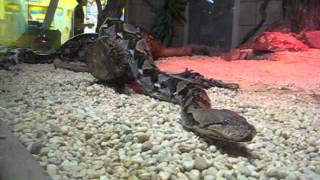 20ft 200lb Reticulated Python Explores Land and Water [upl. by Ynehteb]