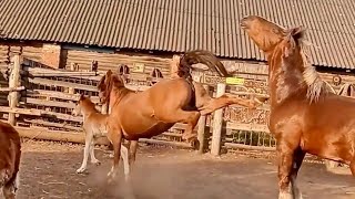 Horses Fighting on the Farm [upl. by Lattonia]