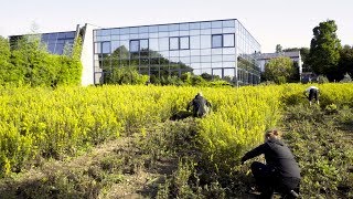 Solidago virgaurea Echte Goldrute  Ernte  Eigenschaften [upl. by Bomke]