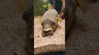 These are freshwater puffer nature pufferfish fish freshwaterfish shorts [upl. by Schwerin]