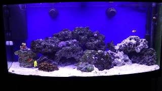 Juwel Vision 260 Reef Tank at 16 weeks [upl. by Killoran458]