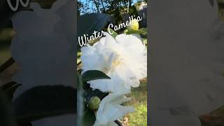 Blooming Evergreen Camellia Plant 🎶🍂 fall garden evergreen floweringplant [upl. by Ytima]