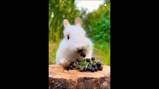 cute rabbit eating berries 🫐🫐🐇 complicated rabbit short shorts [upl. by Lilli]