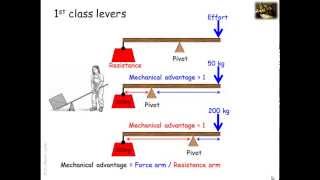 Lever systems in the human body [upl. by Ynaffad506]