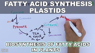 Fatty Acid Synthesis in Plastids [upl. by Cynara]