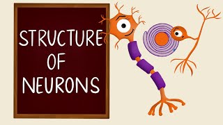 Structure of Neurons  Types of Neurons  Nervous Tissue  Neurology  Nerve Muscle Physiology [upl. by Alyssa]