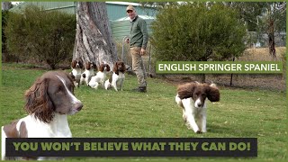 An introduction to English Springer Spaniel for hunting  Rosstulla Gundogs [upl. by Shepley]