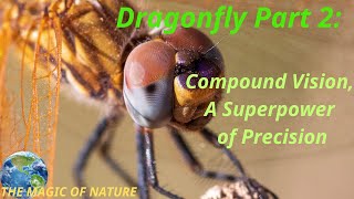 Dragonfly Part 2 Compound Vision A Superpower of Precision [upl. by Dwyer]