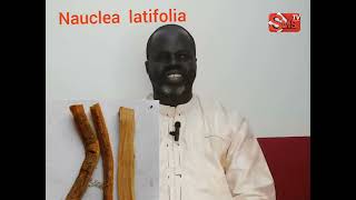 ndiariniou nandox  Nauclea latifolia  par pr Ousmane Ndiaye [upl. by Hussein]