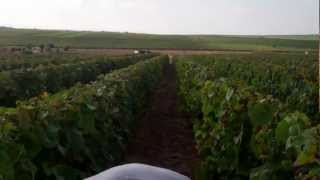 The vineyards of Champagne Armand de Brignac [upl. by Idissac]