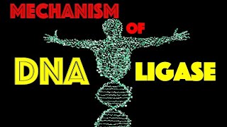 MechanismDNA Ligase [upl. by Aita17]