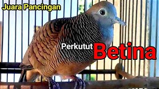 Perkutut betina memanggil jantan  terapi mastering [upl. by Anerroc552]