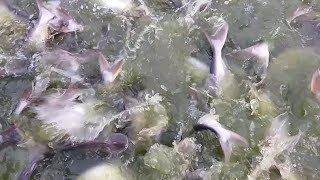 Crazy Pangas Fish Feeding  Pangas fish farm in Bangladesh [upl. by Aduh726]