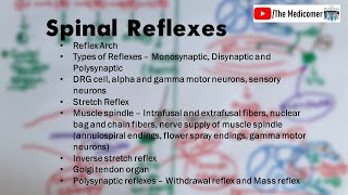 Spinal Reflexes Muscle Spindle and Golgi Tendon Organ [upl. by Ash]