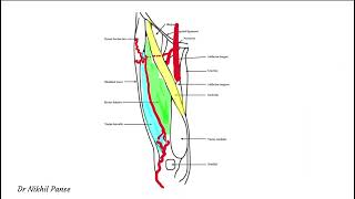 Vascular basis of the ALT Flap [upl. by Alidus]