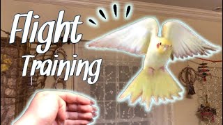 How to Teach Your Bird to Fly to You  Parrot Flight Recall Training [upl. by Aggie730]