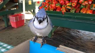 Hungry Blue Jay Eats Tomatoes [upl. by Pirbhai909]