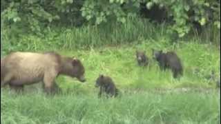 Valdez Coastal Brown Bear with 4 cubs Rare Alaska Sighting [upl. by Liahus]