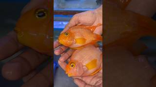 Meri parrot Machli ki growth Hogyi fishpetspetfishaquarium fishtank fishingminivlogpetsvlog [upl. by Claude914]