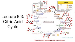 BIOL 001 Lecture 63 Citric Acid Cycle [upl. by Kcirddet657]