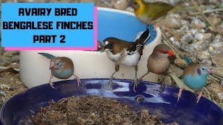 Avairy Bred Bengalese Finches Part 2 [upl. by Haianeb]