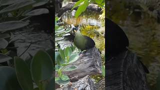 A spectacular Turaco enjoying the Wetland Filtration System turaco aviary bird birdlovers [upl. by Aulea484]