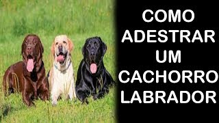 Como Adestrar um Cachorro Labrador  Aprenda a Como Ensinar o Seu Labrador [upl. by Sergius]