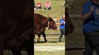 Oxen ferrum collegeblue ridge folk festival shorthorn cattleoldisgold old timy rodeo [upl. by Notnats37]