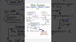 Renin Angiotensin Aldosterone System  RAAS Mechanism   High Blood Pressure [upl. by Ibby]