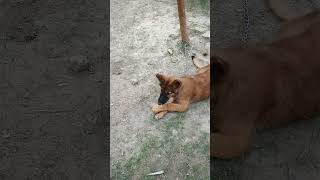 Cute puppy shortsshortvideocutepuppy [upl. by Swann321]