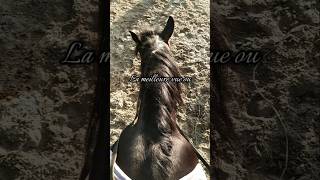 La meilleure vue est à pied plutôt que la monte  viralvideo viralshorts cheval horse [upl. by Donal]