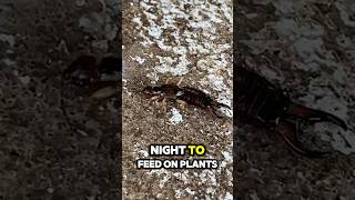 quotThink earwigs are dangerous Think again 🪳nature insects viral animals shorts [upl. by Hallvard]