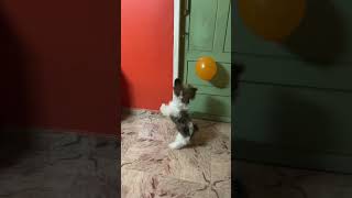 Shih Tzu playing with balloon silkycomedyvideo ￼ [upl. by Akirehc]