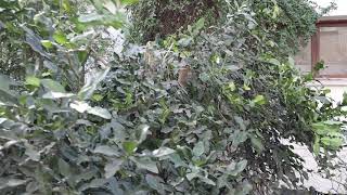 Pruning Kaffir Lime tree Citrus hystrix  Exotic Fruit Tree care [upl. by Shermy748]