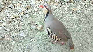 Chakor Partridge Voice  Chakor ki Awaz [upl. by Sej320]