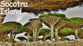 Discovering the Hidden Gem Socotra Island [upl. by Elsinore]