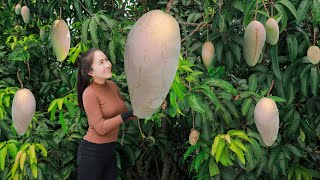 Harvesting PINK MANGO and goes to the market sell  cooking  Vietnamese Harvesting [upl. by Nannette]