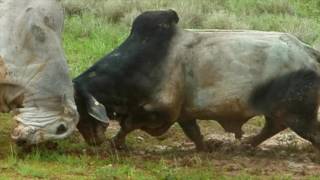 Bulls Fighting NT Australia [upl. by Studnia958]