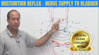 Micturition Reflex  Nerve Supply to Bladder  Micturition Cycle 👨‍⚕️ [upl. by Barbarese299]