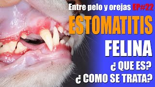 Entre pelo y orejas EP23 Estomatitis Felina  que es y como se trata  Te muestro la plaza congreso [upl. by Ynnob]