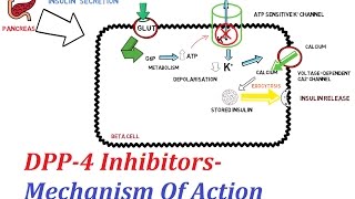 DPP4 Inhibitors  Mechanism Of Action [upl. by Pollux824]