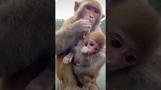 Monkey hungry feeding monkeyfood shortsvideo [upl. by Timmons207]