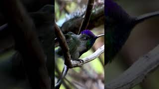 Marvellous Spatuletail Loddigesia mirabilis [upl. by Rugg]