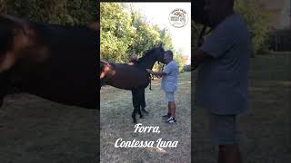 PALIO BIENTINA FORRA DREEHER CONTESSA LUNA PREVISITE 872024 [upl. by Lad]