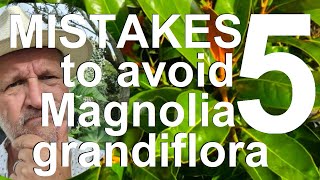 Five Mistakes to Avoid Growing and Planting Magnolia grandiflora Bull Magnolia or Southern Magnolia [upl. by Colligan610]