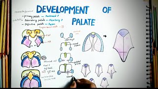 Development Of Palate  Embryology  Easy Explaination  Cleft Palate  Defective Development [upl. by Amorita]